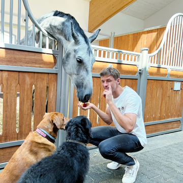 Ein Mann füttert ein Pferd mit einem Apfel, umgeben von zwei Hunden im Stall.