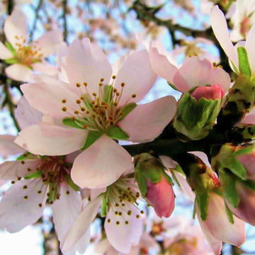 Blütenzweige blühen unter blauem Himmel, voll von zartrosa Blüten und grünen Knospen.
