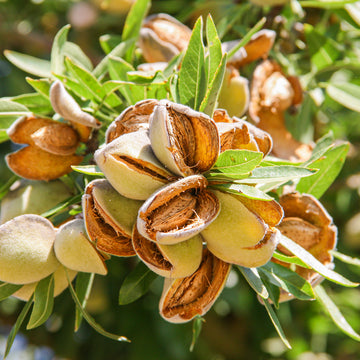 Mandelkerne reifen, platzen aus grünen Hülsen, umgeben von grünen Blättern im Sonnenlicht.