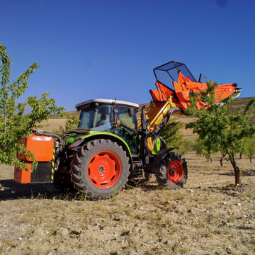 Traktor schüttelt Baum mit mechanischem Arm auf trockener Ackerfläche unter klarem Himmel.