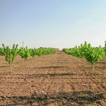 Junge Bäume wachsen in geraden Reihen auf einem großen, offenen, sonnigen Feld.